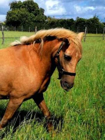 Vente ponette c