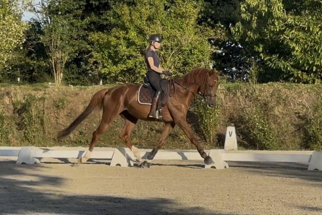 Hongre dressage 