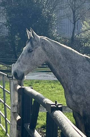 Hongre cso/dressage 9 ans 