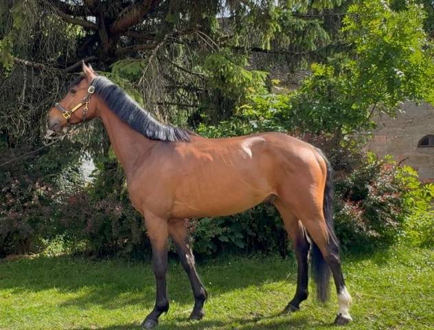 à vendre hongre de 4 ans sf 