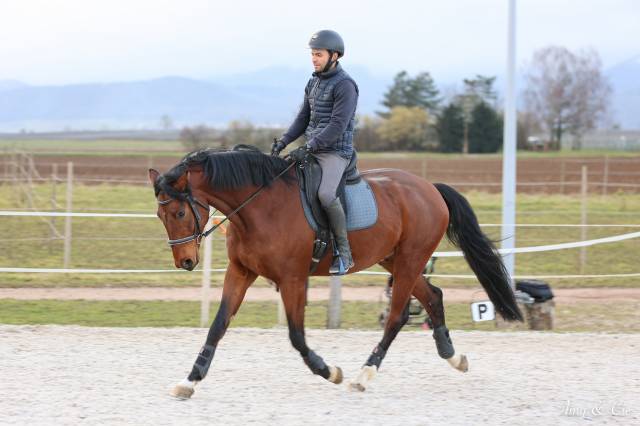 Cheval de sport allemand 