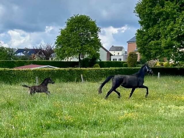 Pouliche 2026 noire dressage