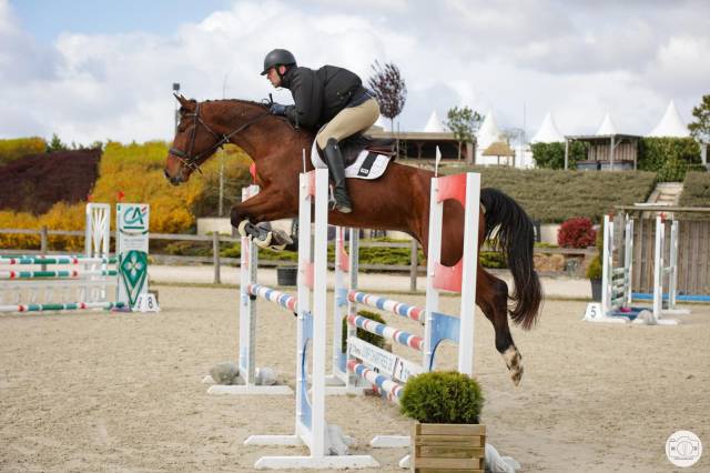 Jeune cheval 2022