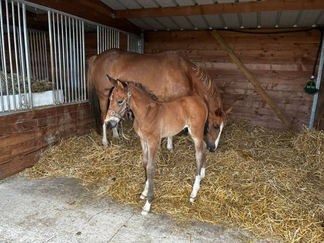 Foal mâle dexter de kerglenn x elvis ter putte