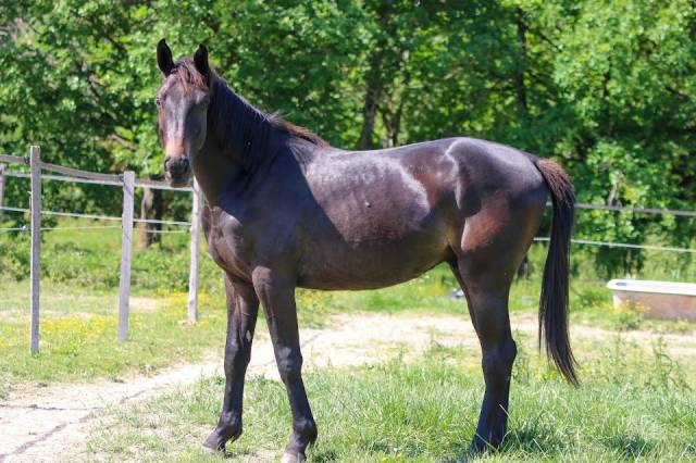 Hongre sf 2 ans par contendro