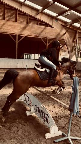 Cavalière galop 5/6 propose aide pour travail de chevau