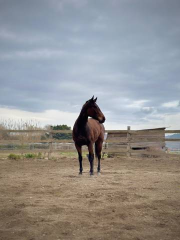 à vendre – jument pur sang anglais de 4 ans 