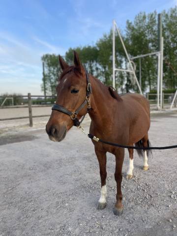 | altana - 7ans - ponette c |