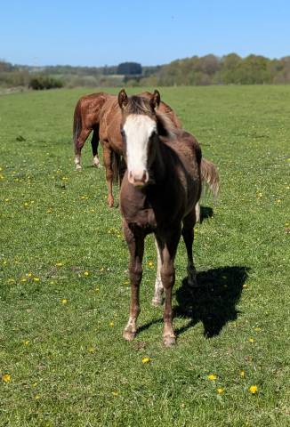 Poulain paint horse 