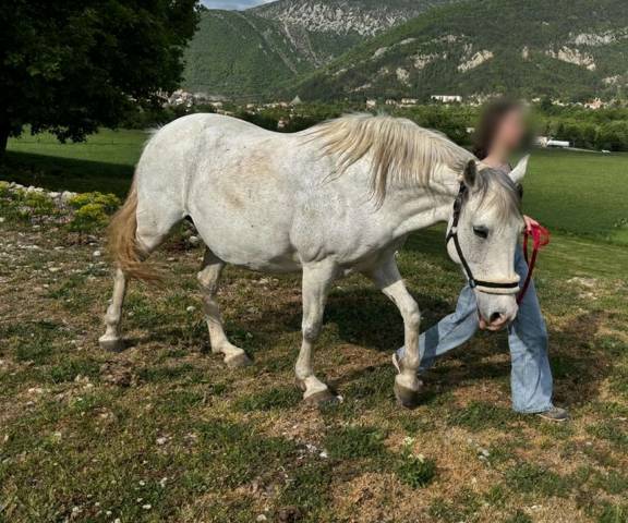Jument pure race lusitanienne 11 ans