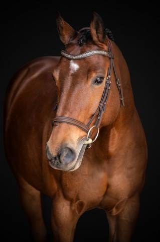 Cheval de sport pour 125/130