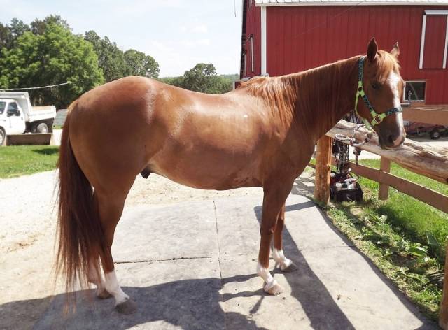Michi quarter horse