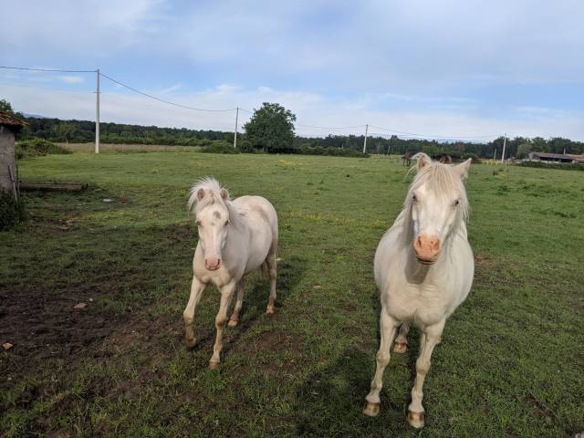 Ponette welsh