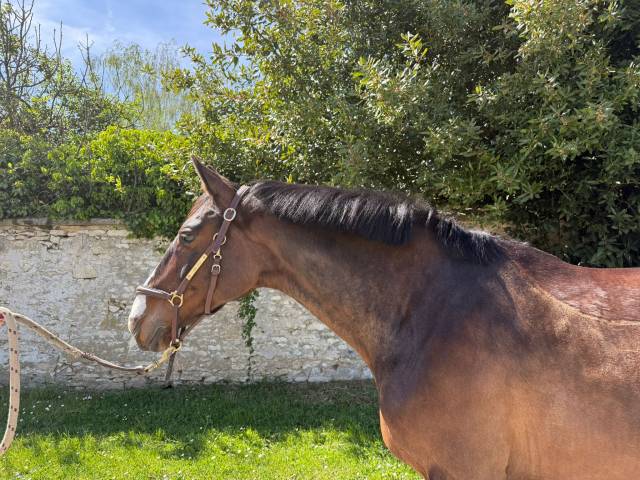 Jument cheval de sport irlandais 12 ans
