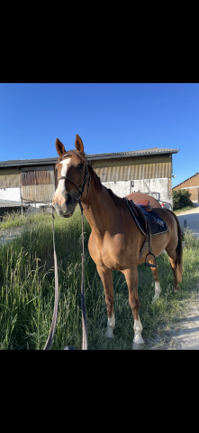 Cheval de loisir