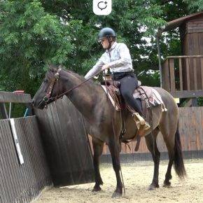 Kala - quarter horse grullo