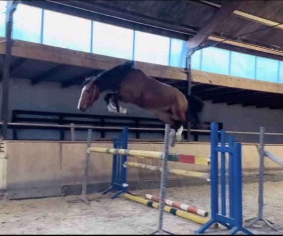 6 ans hongre grandorado tn x bamboula de muze 