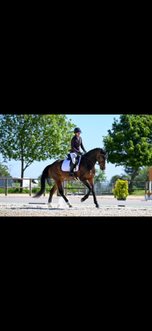 Vente jument polyvalente 5 ans