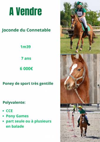 Joconde du connetable - poney de sport