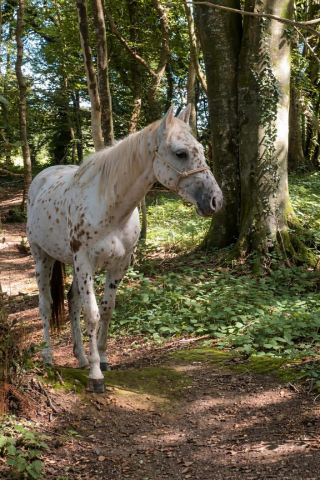 Hongre appaloosa 2022 pp aphcf 