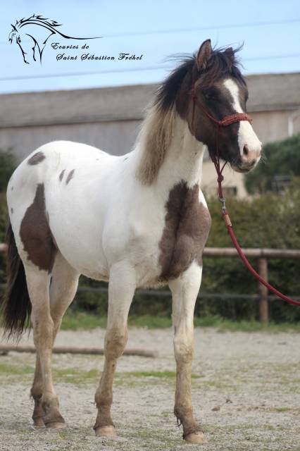 Poulain paint horse grullo tobiano super gentil et faci