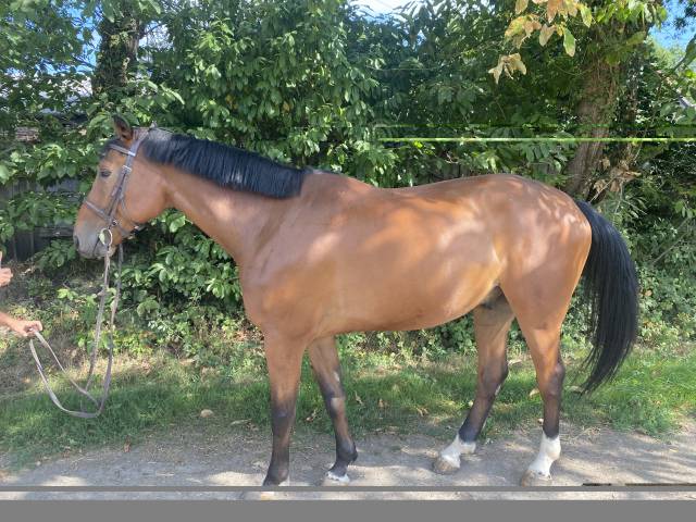 Hongre selle français 7 ans ogrion des champs cso