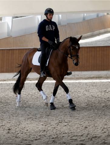 Jument -luso warmblood - 4 ans - dressage - france