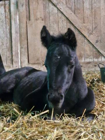 Pouliche black quarter horse pp