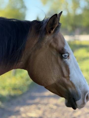 Quarter horse 5 ans