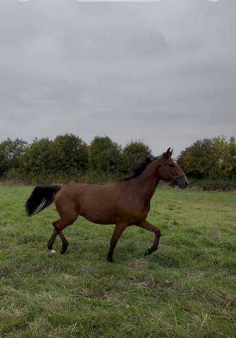 Louis d’or - trotteur français 
