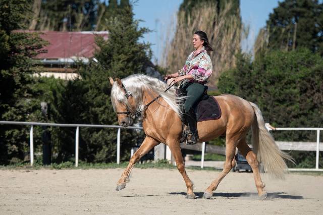 Pré pp palomino