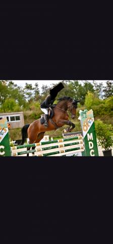 Jument cso
