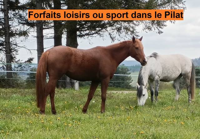 Forfaits équitation loisirs ou sport sur chevaux arabes