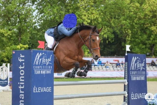 A vendre jument de 9 ans par manhattan de semilly