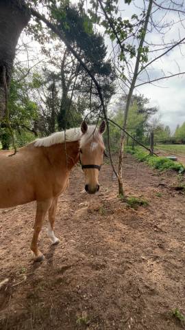 Demi pension - jument 8 ans  isphaeren