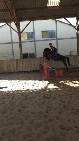 Ponette 6 ans croisée welsh