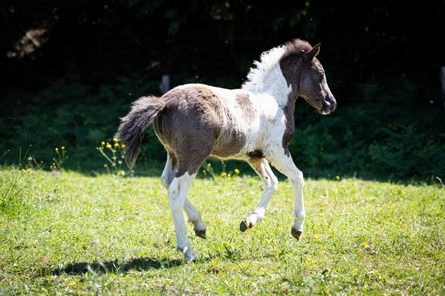Pouliche