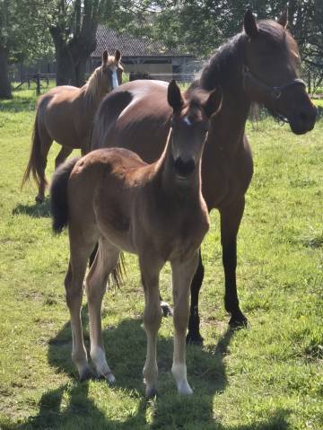 Vente de foal poney