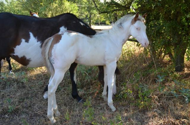 Pouliche paint horse