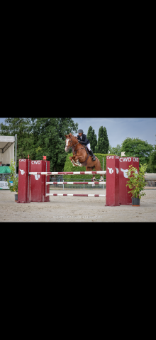 Cheval de 12 ans pour gagner 120/125 voir plus