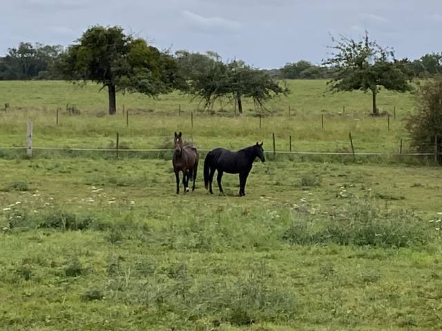 Cheval idéal centre bpjeps