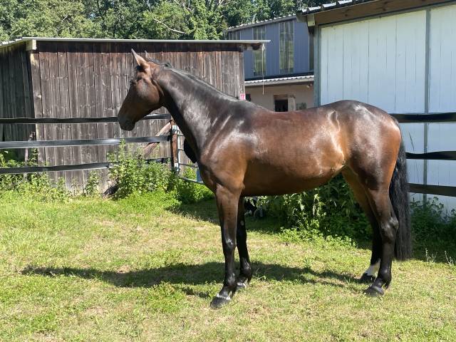 Tres belle jument 7 ans