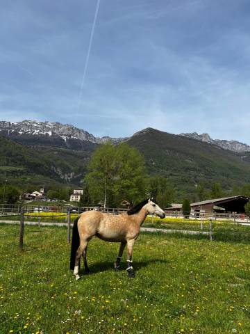 Ponette de loisir à vendre