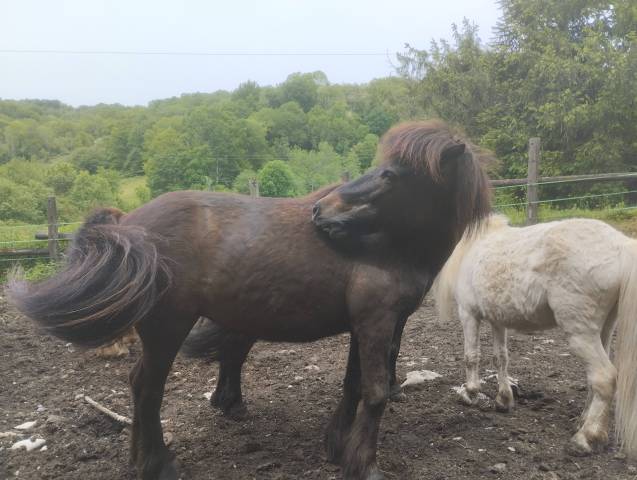 Vend poney 115 cms onc pour compagnie