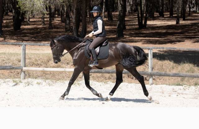 Exceptionnel cheval belge de sport