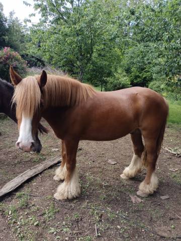 Cob irlandais alezan 5ans