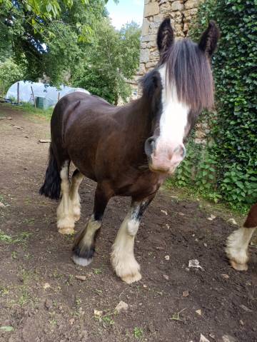 Cob irlandais noir 5ans
