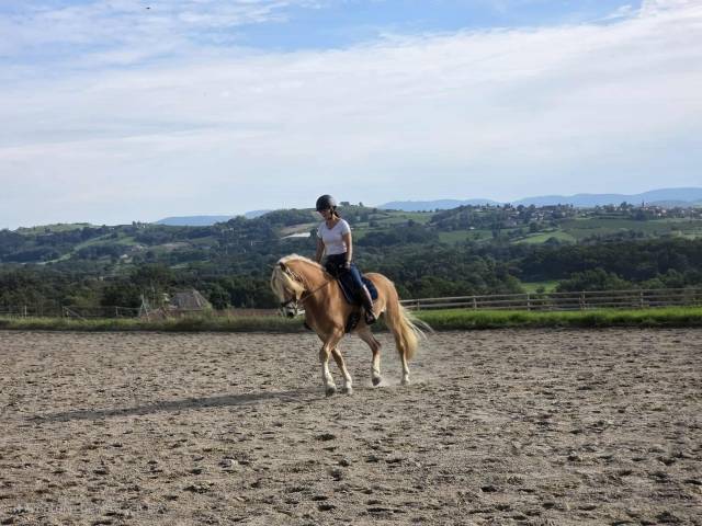 Hongre haflinger 7 ans