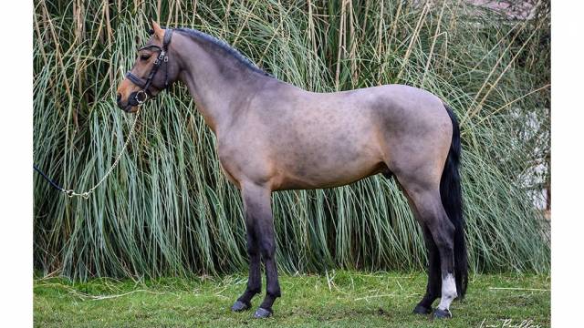 Excellent poney à vendre 