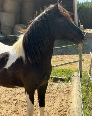 Maurice : saillie poney pottok oncp â 1m30